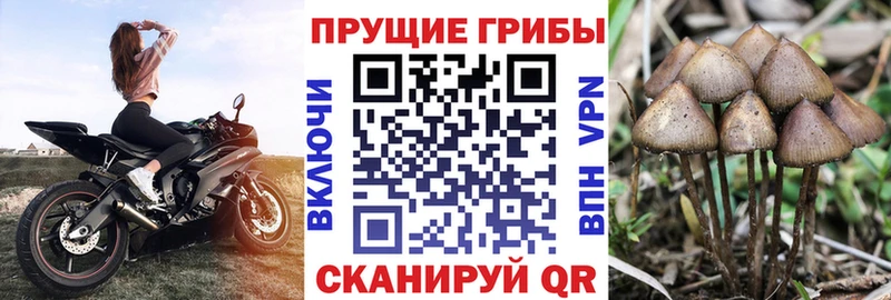 Псилоцибиновые грибы Cubensis Ковдор